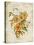 Roses on Newsprint I-Lanie Loreth-Stretched Canvas