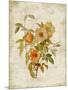 Roses on Newsprint I-Lanie Loreth-Mounted Art Print