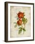 Roses on Newsprint II-Lanie Loreth-Framed Art Print