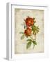 Roses on Newsprint II-Lanie Loreth-Framed Art Print