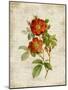 Roses on Newsprint II-Lanie Loreth-Mounted Art Print