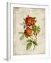 Roses on Newsprint II-Lanie Loreth-Framed Art Print