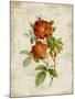 Roses on Newsprint II-Lanie Loreth-Mounted Art Print