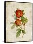 Roses on Newsprint II-Lanie Loreth-Framed Stretched Canvas