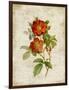 Roses on Newsprint II-Lanie Loreth-Framed Art Print