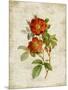 Roses on Newsprint II-Lanie Loreth-Mounted Art Print