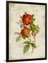 Roses on Newsprint II-Lanie Loreth-Framed Art Print