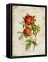 Roses on Newsprint II-Lanie Loreth-Framed Stretched Canvas