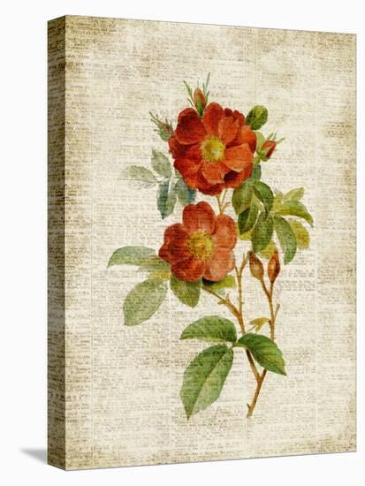 Roses on Newsprint II-Lanie Loreth-Stretched Canvas