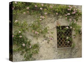 Roses on old stone wall, Tuscany, Italy-Adam Jones-Stretched Canvas