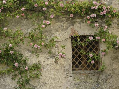 https://imgc.allpostersimages.com/img/posters/roses-on-old-stone-wall-tuscany-italy_u-L-P85U8N0.jpg?artPerspective=n