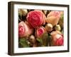 Roses Pierre de Ronsard-Christian Sarramon-Framed Art Print