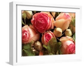 Roses Pierre de Ronsard-Christian Sarramon-Framed Art Print