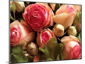 Roses Pierre de Ronsard-Christian Sarramon-Mounted Art Print