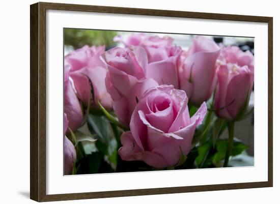 Roses Pink-Charles Bowman-Framed Photographic Print