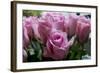 Roses Pink-Charles Bowman-Framed Photographic Print