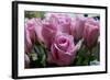 Roses Pink-Charles Bowman-Framed Photographic Print