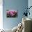 Roses Pink-Charles Bowman-Mounted Photographic Print displayed on a wall