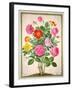 Roses, Plate 4 from the Nassau Florilegium-Johann Jakob Walther-Framed Giclee Print