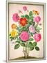 Roses, Plate 4 from the Nassau Florilegium-Johann Jakob Walther-Mounted Giclee Print