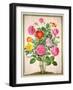 Roses, Plate 4 from the Nassau Florilegium-Johann Jakob Walther-Framed Giclee Print