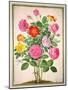 Roses, Plate 4 from the Nassau Florilegium-Johann Jakob Walther-Mounted Giclee Print