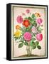 Roses, Plate 4 from the Nassau Florilegium-Johann Jakob Walther-Framed Stretched Canvas