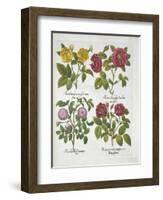 Roses, Plate 96 from Hortus Eystettensis by Basil Besler-null-Framed Giclee Print