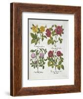 Roses, Plate 96 from Hortus Eystettensis by Basil Besler-null-Framed Giclee Print