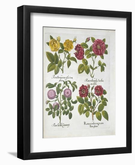 Roses, Plate 96 from Hortus Eystettensis by Basil Besler-null-Framed Giclee Print