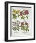 Roses, Plate 96 from Hortus Eystettensis by Basil Besler-null-Framed Giclee Print