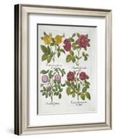 Roses, Plate 96 from Hortus Eystettensis by Basil Besler-null-Framed Giclee Print