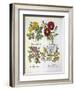 Roses, Plate 96 from Hortus Eystettensis by Basil Besler-null-Framed Giclee Print