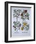 Roses, Plate 98 from Hortus Eystettensis by Basil Besler-null-Framed Giclee Print