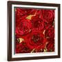 Roses - Red on Gold-Kate Bennett-Framed Art Print