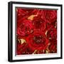 Roses - Red on Gold-Kate Bennett-Framed Art Print