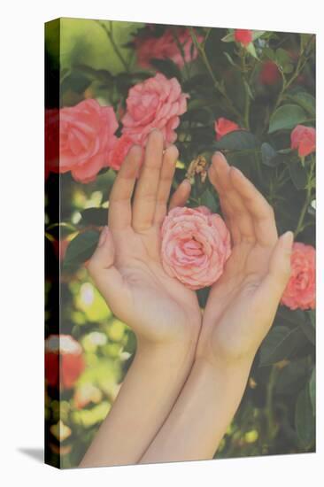 Roses Touch-Michalina Wozniak-Stretched Canvas