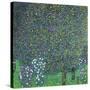 Roses Under the Trees, circa 1905-Gustav Klimt-Stretched Canvas