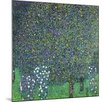 Roses Under the Trees, circa 1905-Gustav Klimt-Mounted Giclee Print