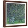 Roses Under the Trees, circa 1905-Gustav Klimt-Framed Giclee Print