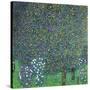 Roses Under the Trees, circa 1905-Gustav Klimt-Stretched Canvas