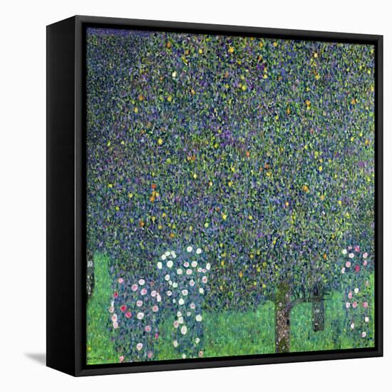 Roses Under the Trees, circa 1905-Gustav Klimt-Framed Stretched Canvas