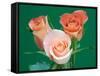 Roses-Jamie & Judy Wild-Framed Stretched Canvas