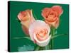 Roses-Jamie & Judy Wild-Stretched Canvas