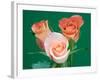 Roses-Jamie & Judy Wild-Framed Photographic Print