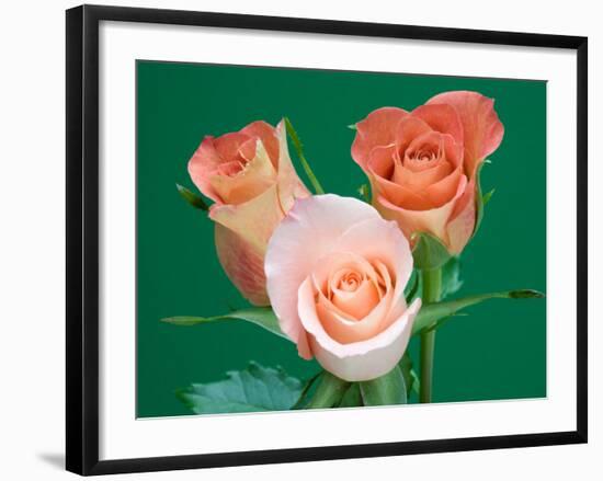 Roses-Jamie & Judy Wild-Framed Photographic Print