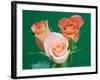 Roses-Jamie & Judy Wild-Framed Photographic Print