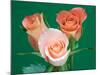 Roses-Jamie & Judy Wild-Mounted Photographic Print