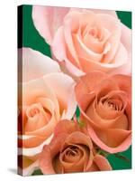 Roses-Jamie & Judy Wild-Stretched Canvas