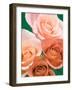 Roses-Jamie & Judy Wild-Framed Photographic Print